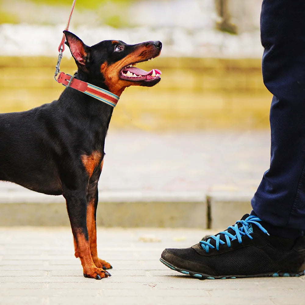 Adjustable Dog Collar and Leash Set / all sizes