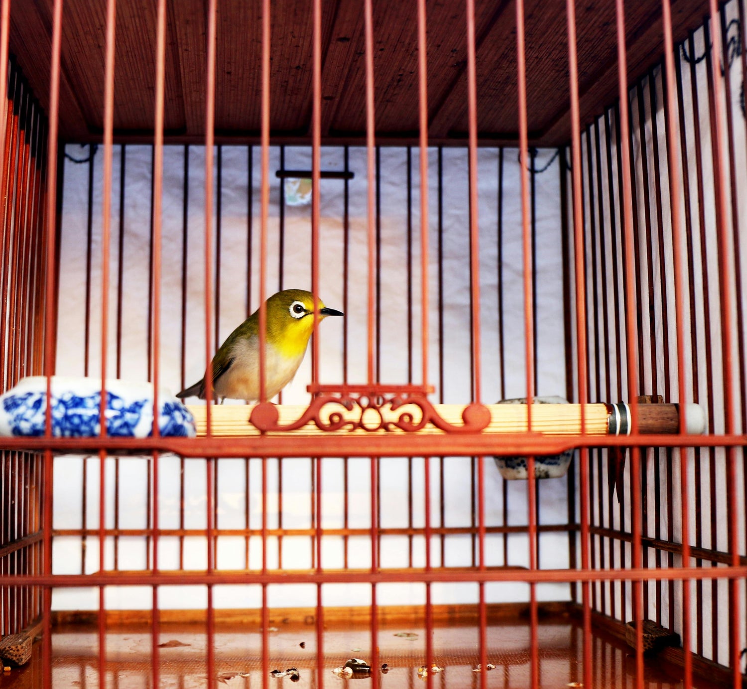 Cages & Tanks
