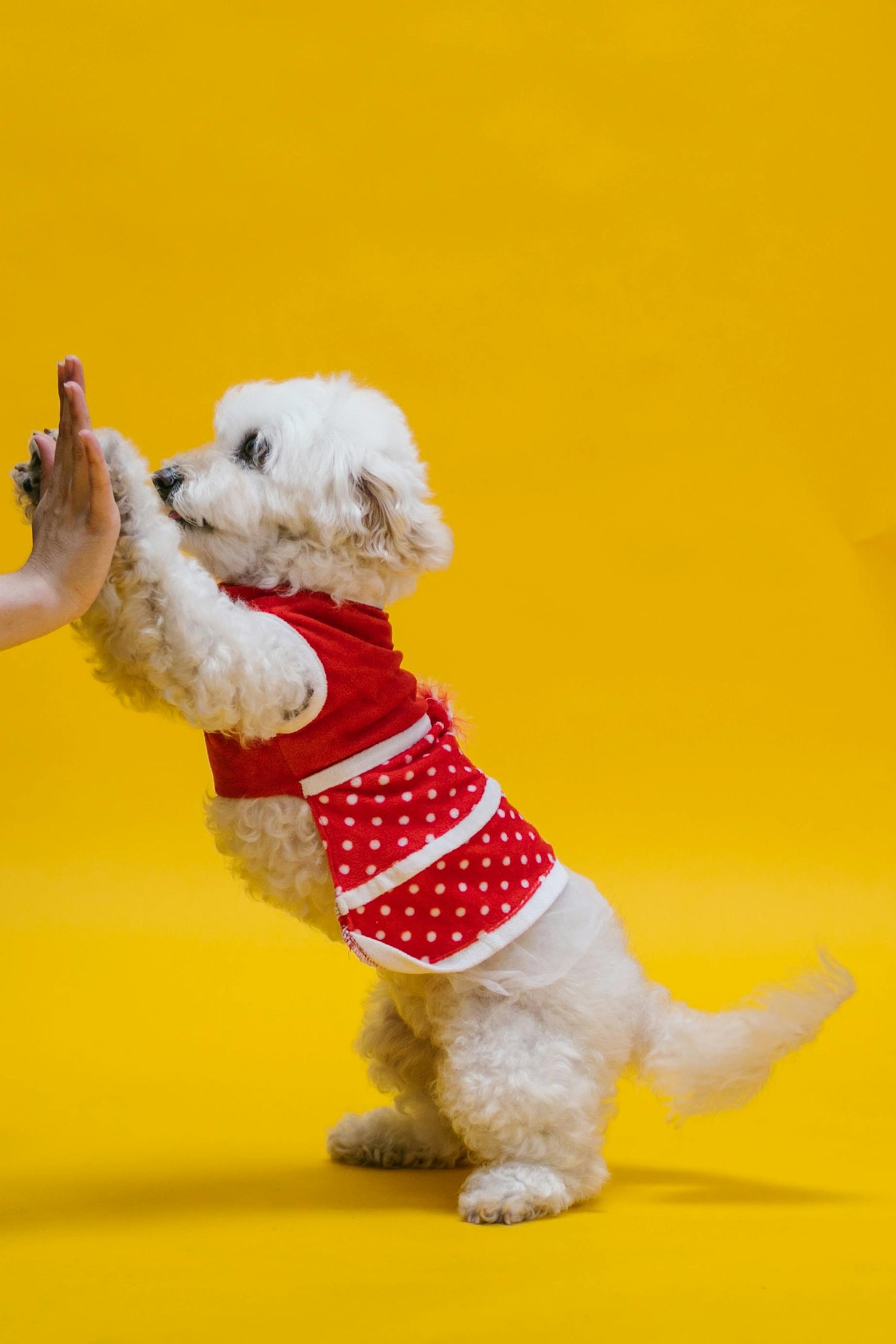 Pet Clothes