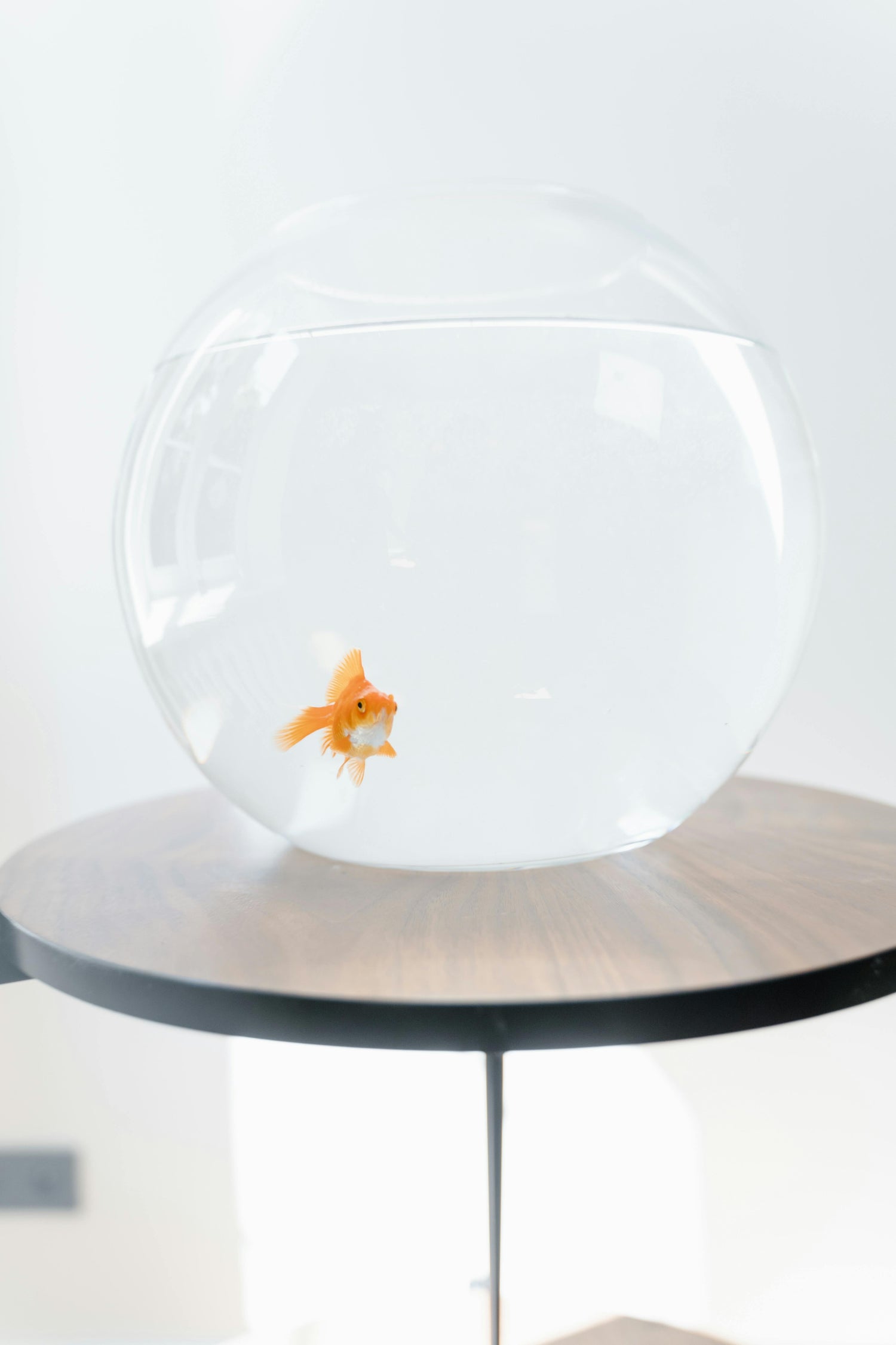 Aquariums