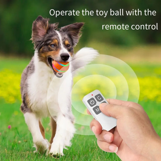 Electric interactive dog chew toy/LED light
